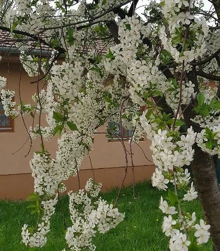 Lägenhet Limonade Ac Agard Elmenyfuerdo Mellett Gárdony